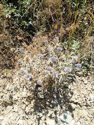 Vous devrez marcher...