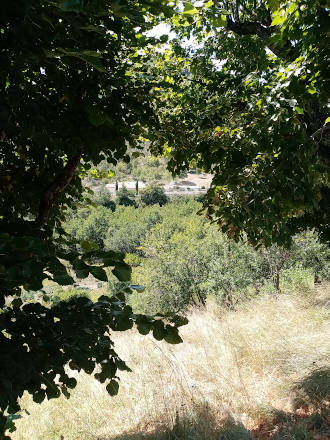 Entre les feuilles...
