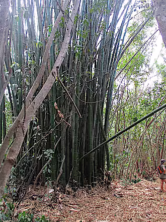 Bambous dans la forêt
