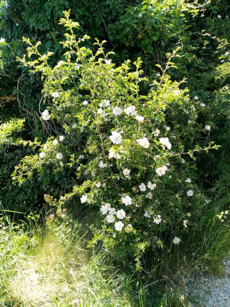 Floraison au cimetière
