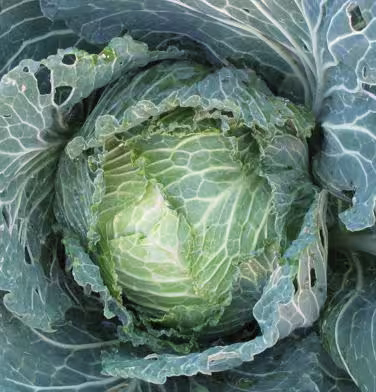 Kaol an Oriant (Chou de Lorient)