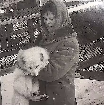 Renard arctique, année 1960